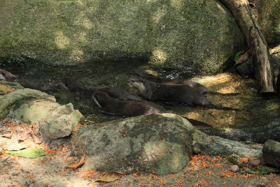 Моя Сингапурская сказка. Singapore ZOO.