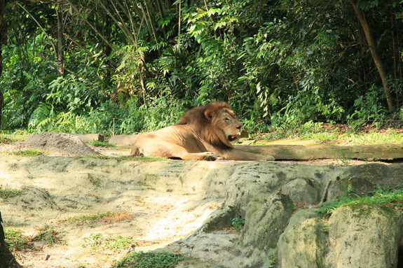 Моя Сингапурская сказка. Singapore ZOO.