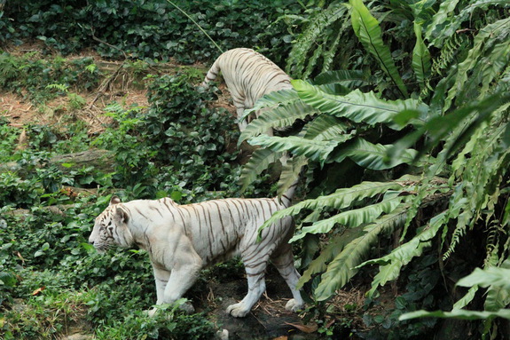 Моя Сингапурская сказка. Singapore ZOO.