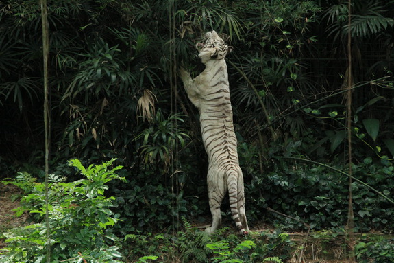 Моя Сингапурская сказка. Singapore ZOO.