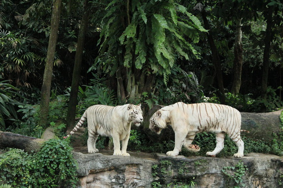 Моя Сингапурская сказка. Singapore ZOO.