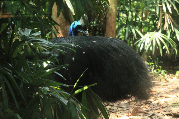 Моя Сингапурская сказка. Singapore ZOO.