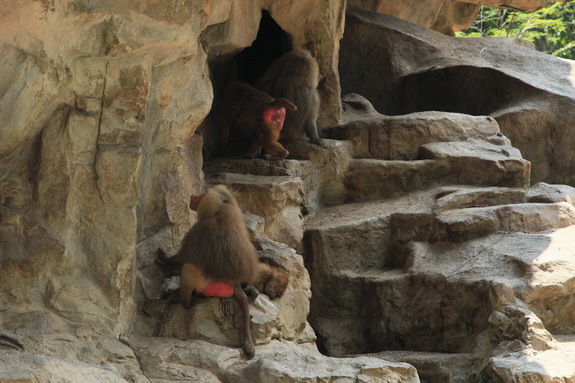 Моя Сингапурская сказка. Singapore ZOO.