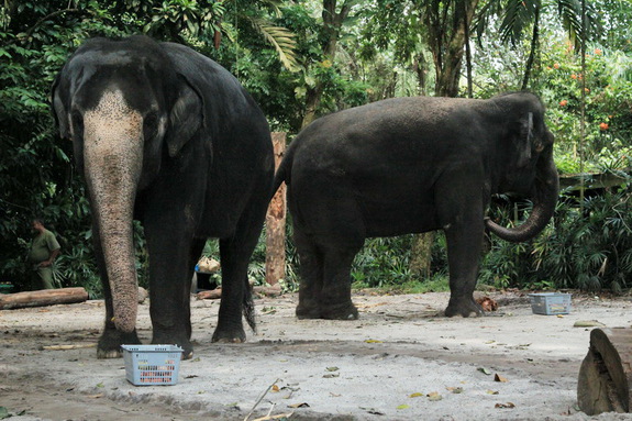 Моя сингапурская сказка. Singapore Zoo (продолжение)