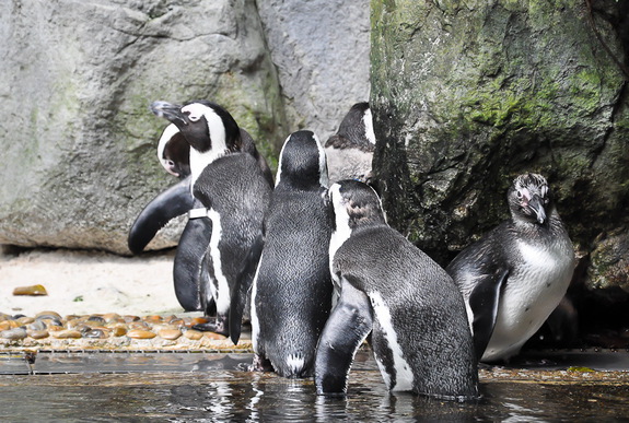 Моя сингапурская сказка. Singapore Zoo (продолжение)