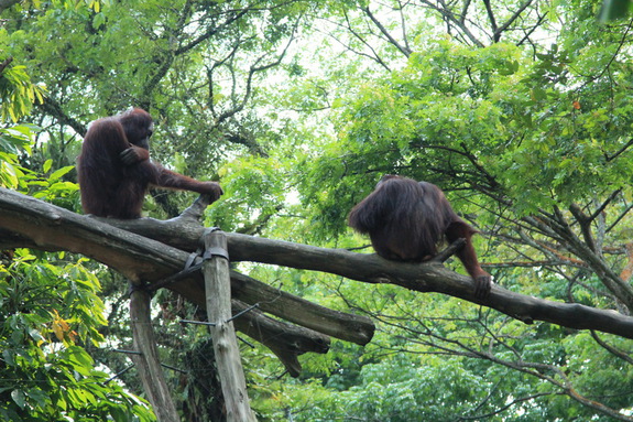 Моя сингапурская сказка. Singapore Zoo (продолжение)