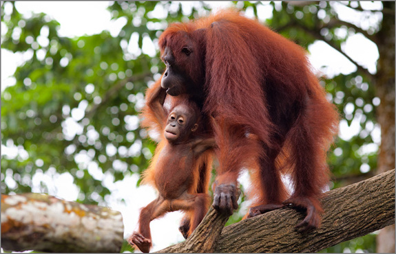 Моя сингапурская сказка. Singapore Zoo (продолжение)