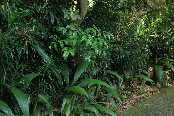 Моя сингапурская сказка. Singapore Zoo (продолжение)