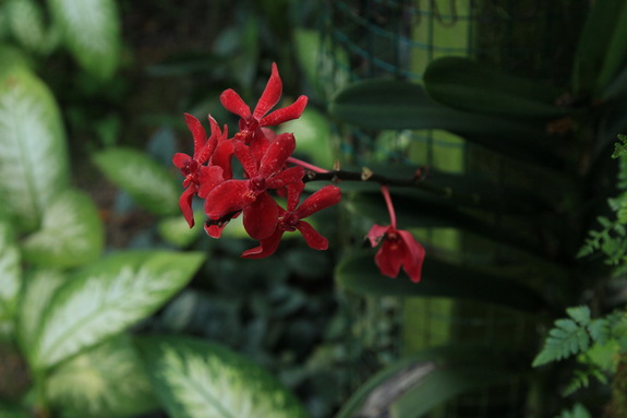 Моя сингапурская сказка. Singapore Zoo (продолжение)