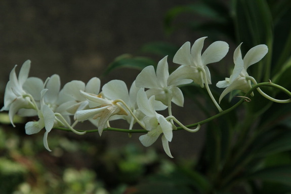 Моя сингапурская сказка. Singapore Zoo (продолжение)