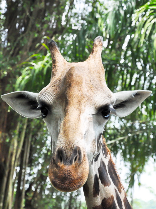 Моя сингапурская сказка. Singapore Zoo (продолжение)