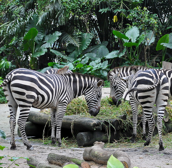 Моя сингапурская сказка. Singapore Zoo (продолжение)