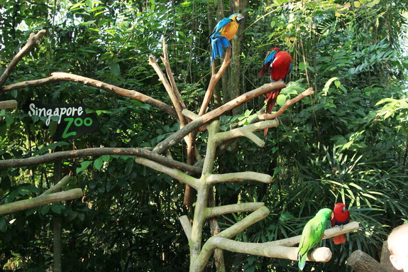 Моя сингапурская сказка. Singapore Zoo (продолжение)