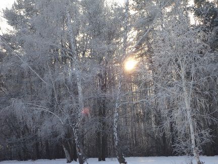 Четыре времени года леса